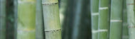 Detailed shot of green stalks of bamboo.