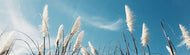 Detailed shot of a wheat field blowing in the wind with a blue sky.